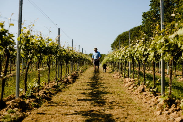 Live from the Vines: Gusbourne Estate