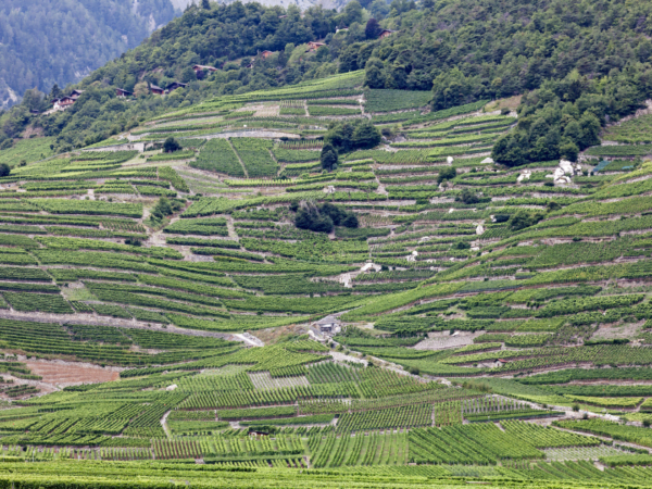 Valais vineyards - Switzerland